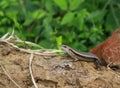 Common Skink (Eutropis carinata lankae)