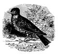 Common Skylark, vintage illustration Royalty Free Stock Photo