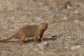 The Common slender mongoose poses in the sun