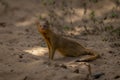 Common slender mongoose on track eyeing camera