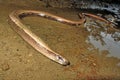 Common Slowworm, Deaf Adder, Anguis fragilis, Redes Natural Park, Spain Royalty Free Stock Photo