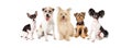 Common Small Breed Dogs Royalty Free Stock Photo