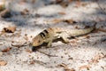 Common small collared iguanid lizard, madagascar