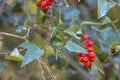 Common smilax Royalty Free Stock Photo