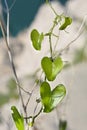 Common smilax Royalty Free Stock Photo