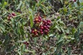 Common Smilax, Smilax aspera Royalty Free Stock Photo