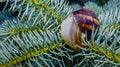 Common snail Royalty Free Stock Photo