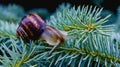 Common snail Royalty Free Stock Photo