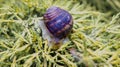 Common snail Royalty Free Stock Photo