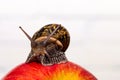 A common snail crawls on a red apple