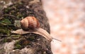 Common snail Royalty Free Stock Photo