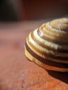 Common snail shell with shadow  - garden snail Royalty Free Stock Photo