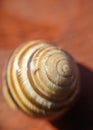 Common snail shell with shadow  - garden snail Royalty Free Stock Photo