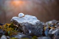 Shell of common snail on a stone, sunset on background