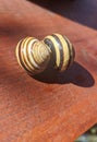 Common snail shells with shadow  - garden snail Royalty Free Stock Photo