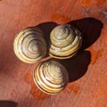 Common snail shells with shadow  - garden snail Royalty Free Stock Photo