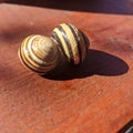 Common snail shells with shadow  - garden snail Royalty Free Stock Photo