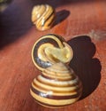 Common snail shells with shadow  - garden snail Royalty Free Stock Photo