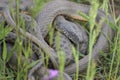 Common snake Natrix natrix in the grass. Mating time in spring in the meadow