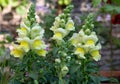 Snapdragon, Antirrhinum majus, white with yellow flower