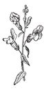 Common Snapdragon or Antirrhinum majus, vintage engraving