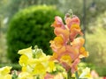 Antirrhinum majus or common snapdragon peach pink spike inflorescence Royalty Free Stock Photo