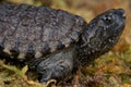 Common snapping turtle