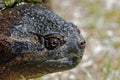 Common snapping turtle