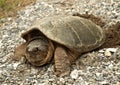 common snapping turtle, chelydra s. serpentina