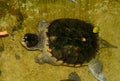 Common Snapping Turtle (Chelydra serpentina)