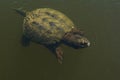 Common Snapping Turtle - Chelydra serpentina