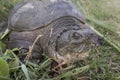 Common snapping turtle, Chelydra serpentina,