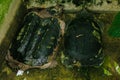 Common Snapping Turtle Chelydra serpentina is the largest freshwater turtle in the world.
