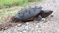 Common Snapping Turtle, Chelydra serpentina, laying eggs at road edge