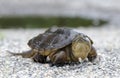 Common Snapping Turtle, Georgia USA