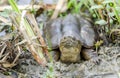 Common Snapping Turtle, Georgia USA