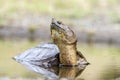 Common Snapping Turtle, Georgia USA