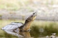 Common Snapping Turtle, Georgia USA