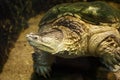 Common snapping turtle Chelydra serpentina.