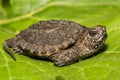 Common Snapping Turtle