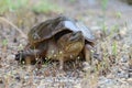 Common Snapping Turtle, Georgia USA