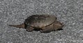 Common Snapping Turtle on the Road