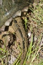 Common Snapping Turtle Tail Details