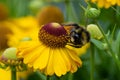 Common sneezeweed Helenium autumnale, with bumblebee Royalty Free Stock Photo