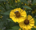 Common sneezeweed (Helenium autumnale) Royalty Free Stock Photo
