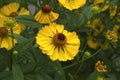 Common sneezeweed (Helenium autumnale) Royalty Free Stock Photo