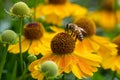 Common sneezeweed Helenium autumnale, orange-yellow flower with a honeybee