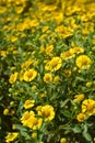 Common sneezeweed Royalty Free Stock Photo