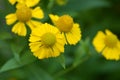 Common sneezeweed