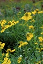 Common Sneezeweed 17047